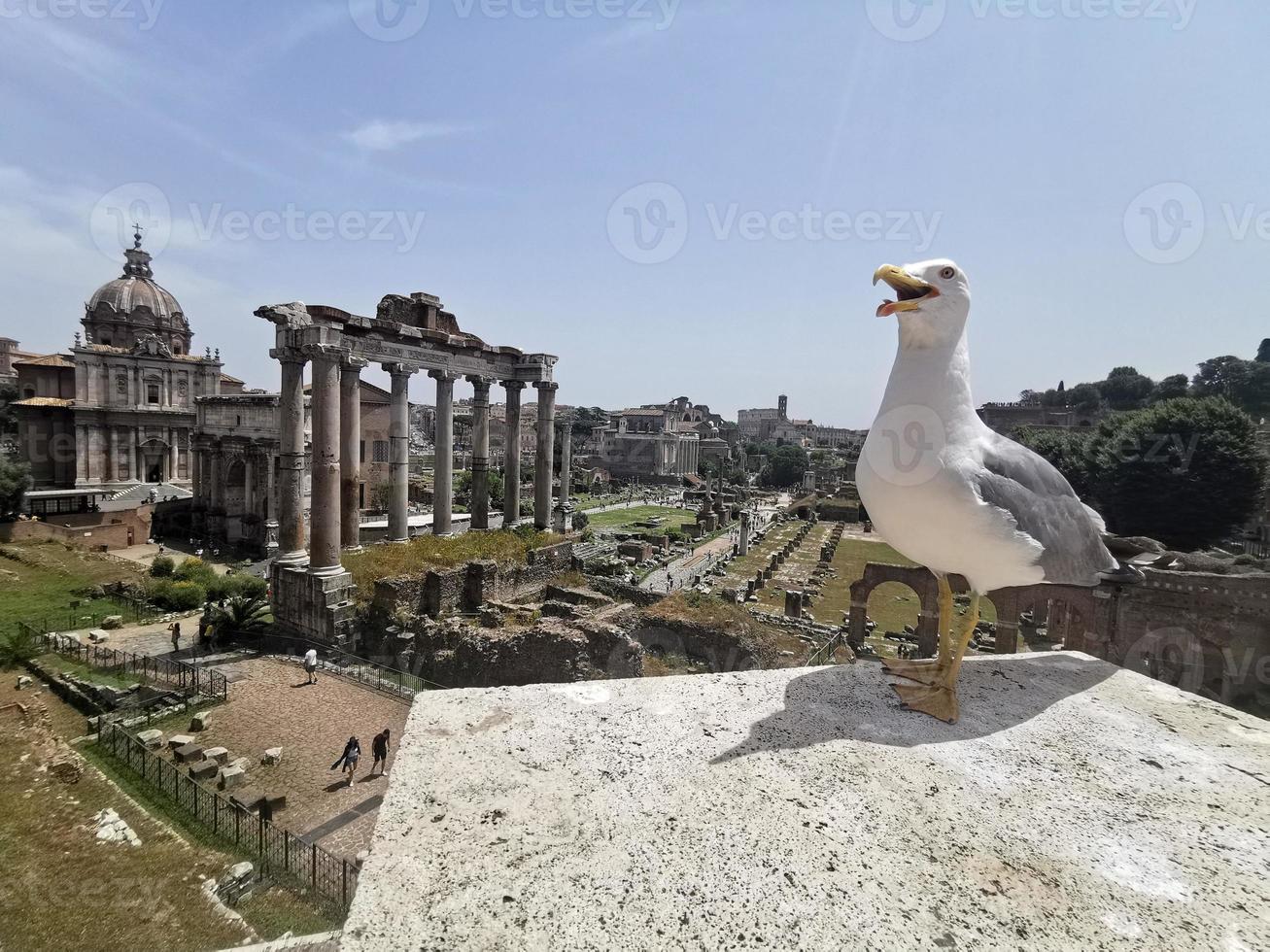 pájaro gaviota en foros imperiales foto