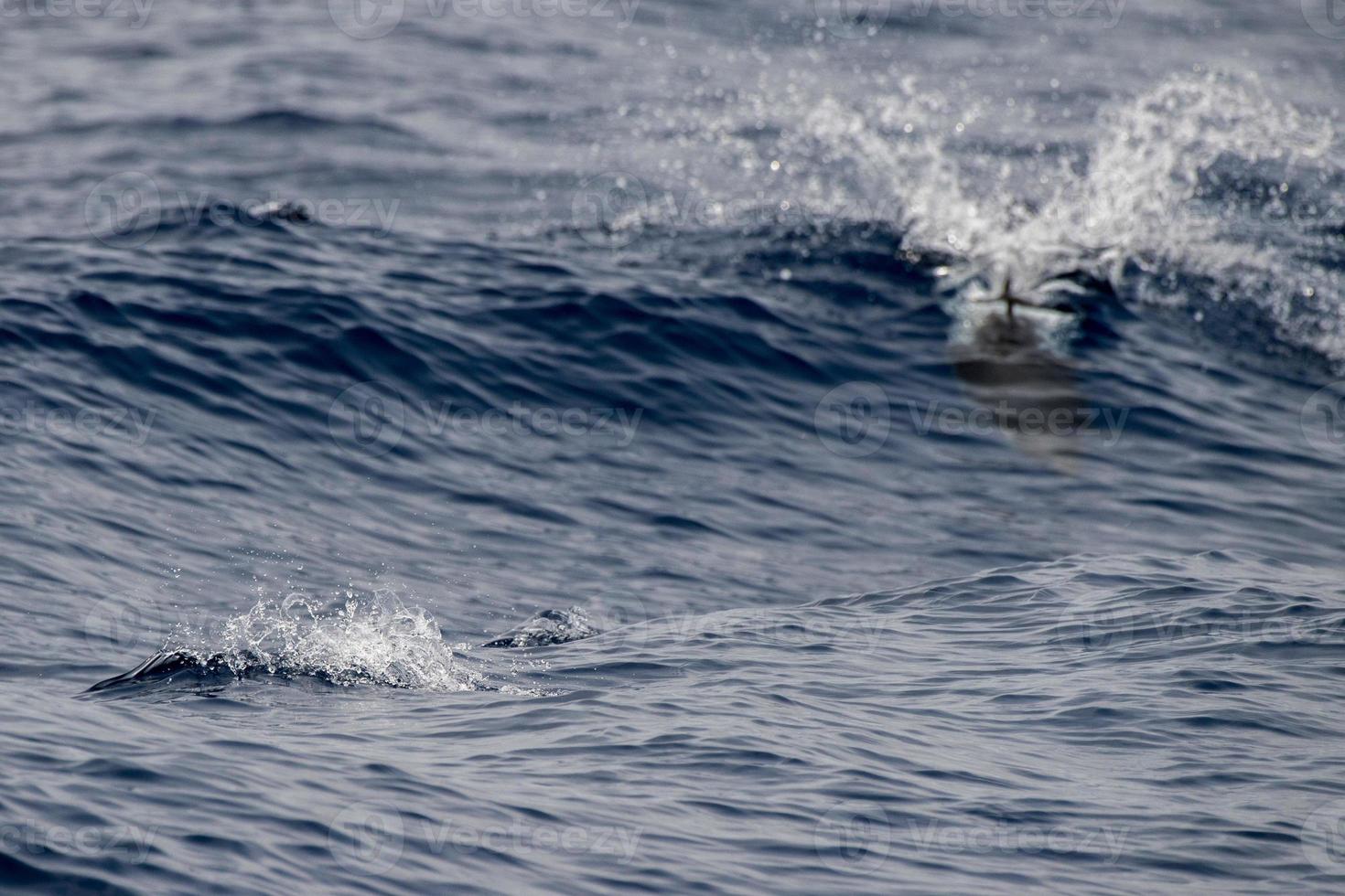 Dolphin while jumping in the deep blue sea photo