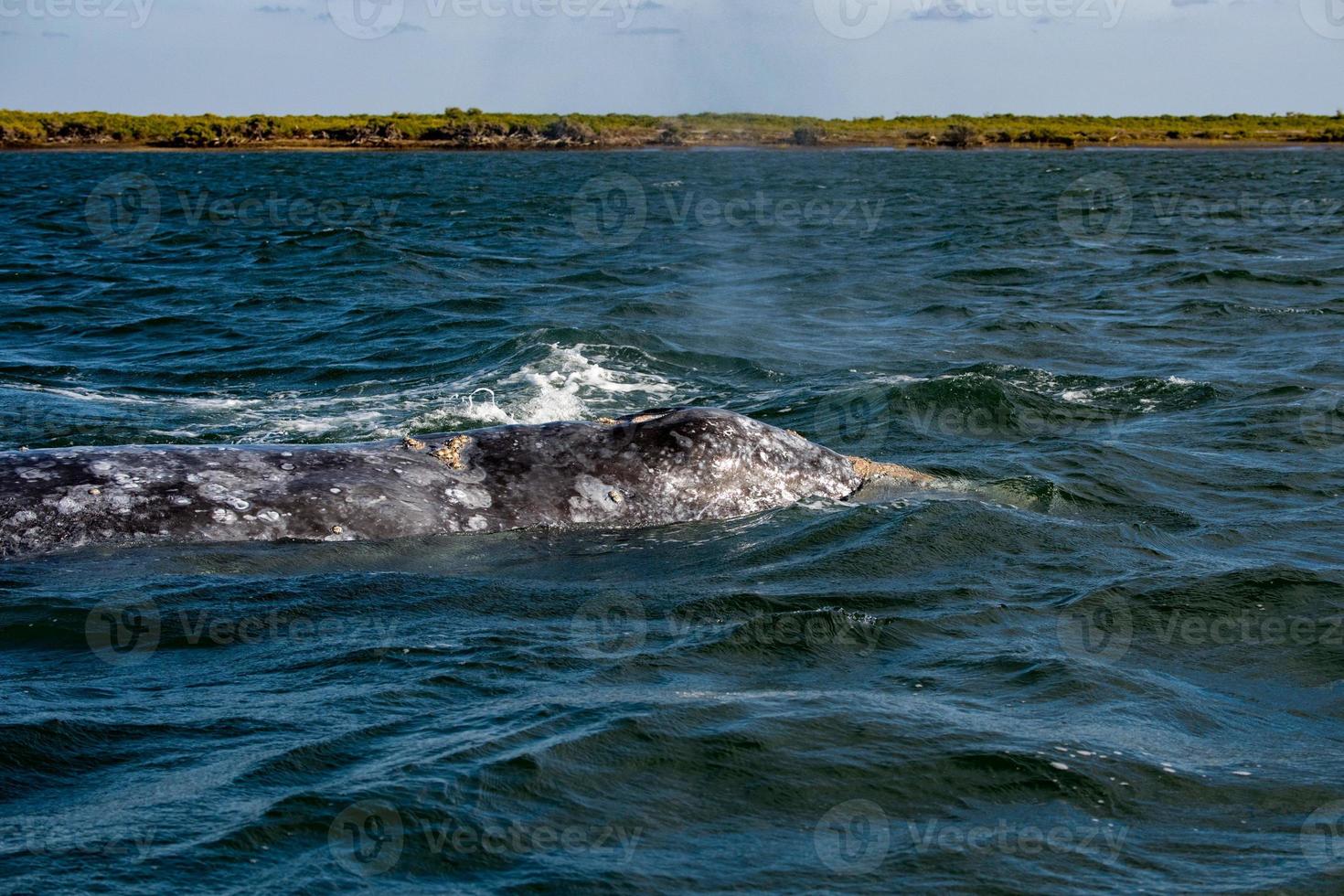 grey whale nose at sunset in pacific ocean photo