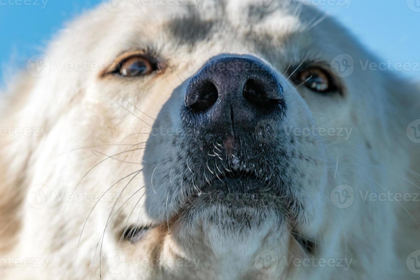 white wolf dog while looking at you photo