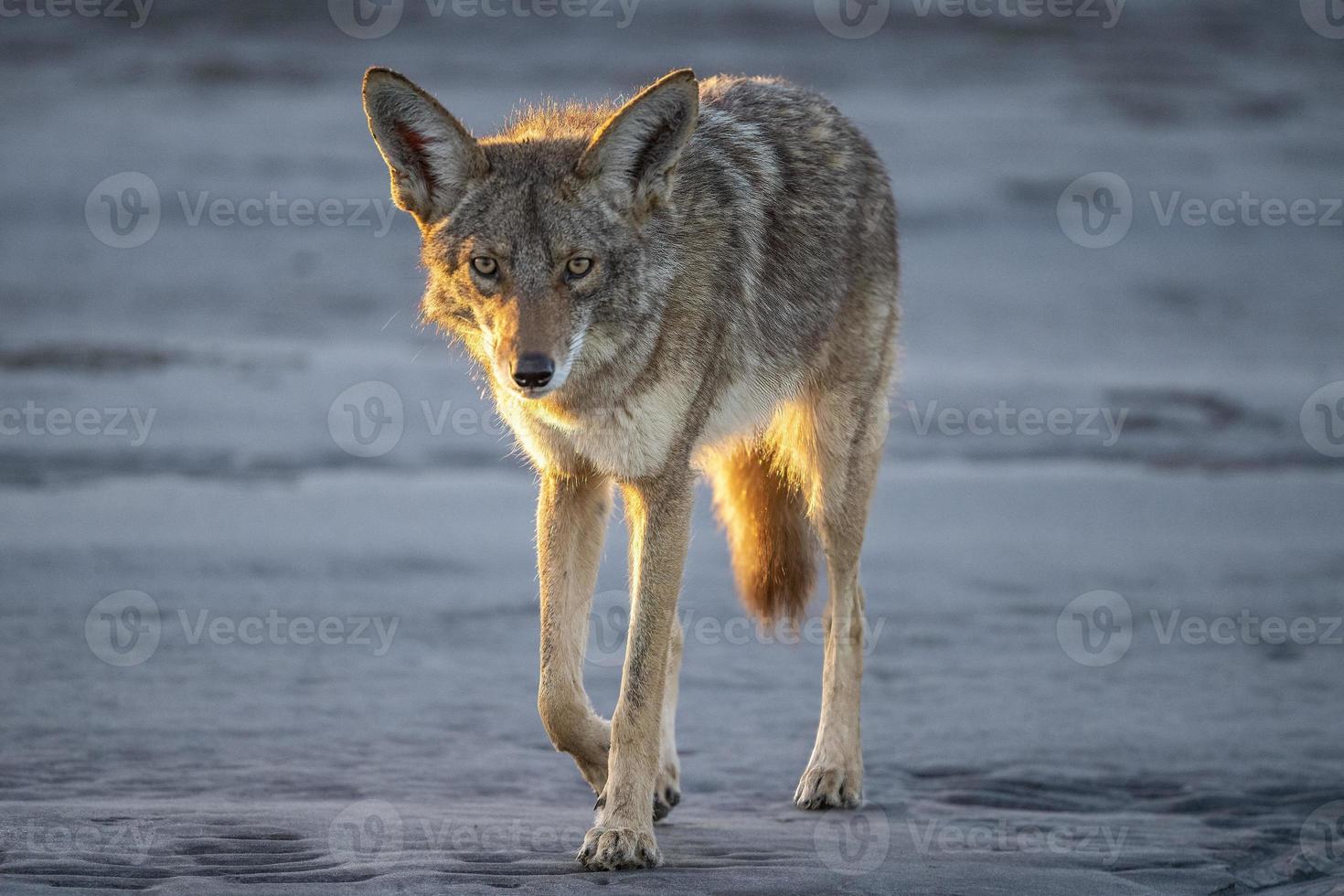 coyote in baja california beach at sunset photo