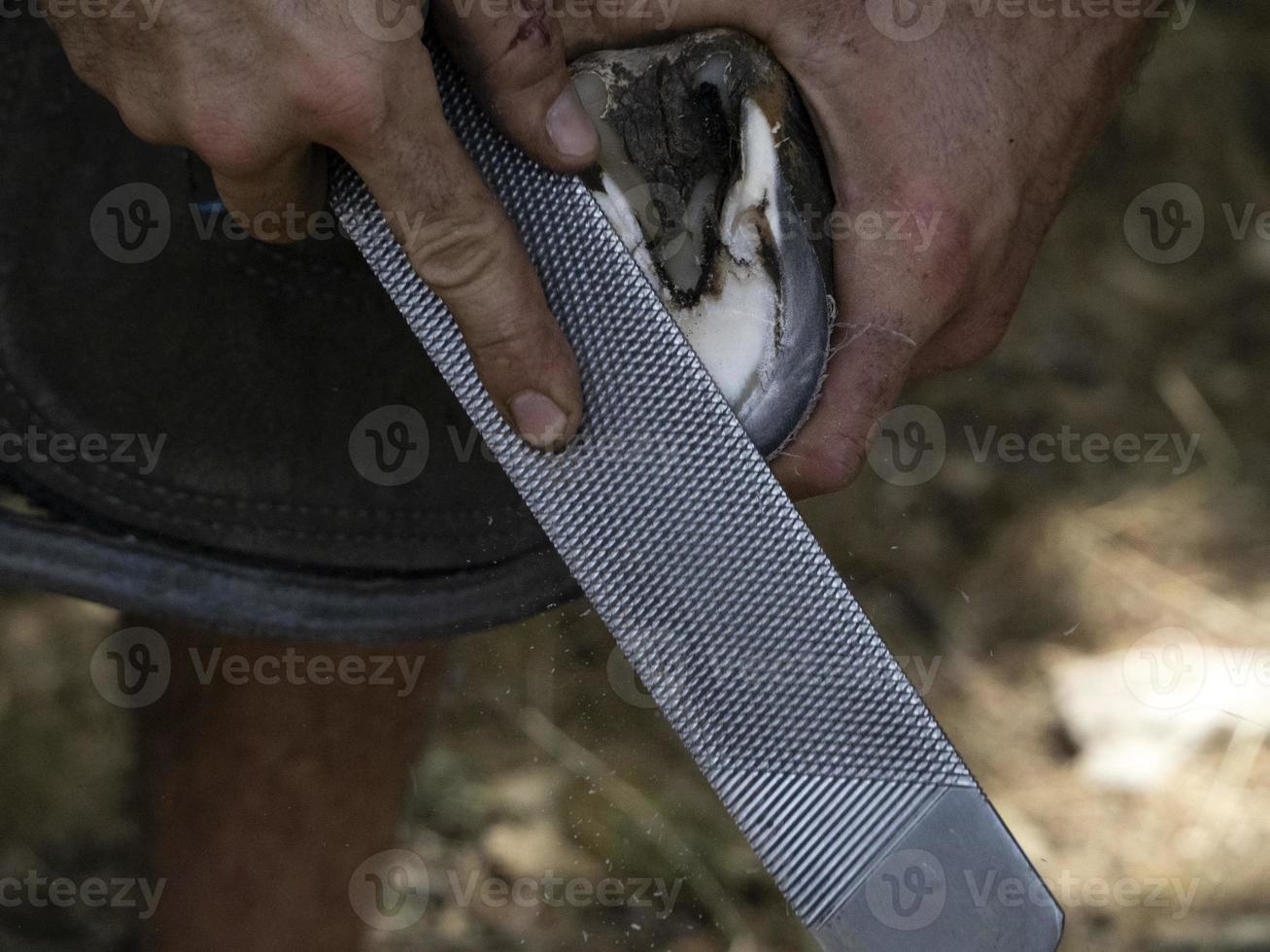 Blacksmith shoeing a donkey and cleaning hoof photo