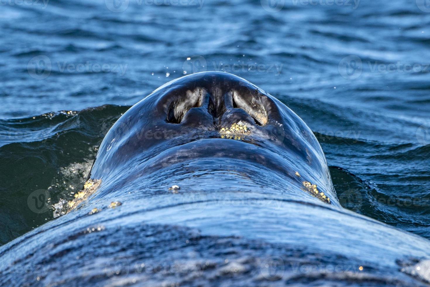 grey whale nose at sunset in pacific ocean photo