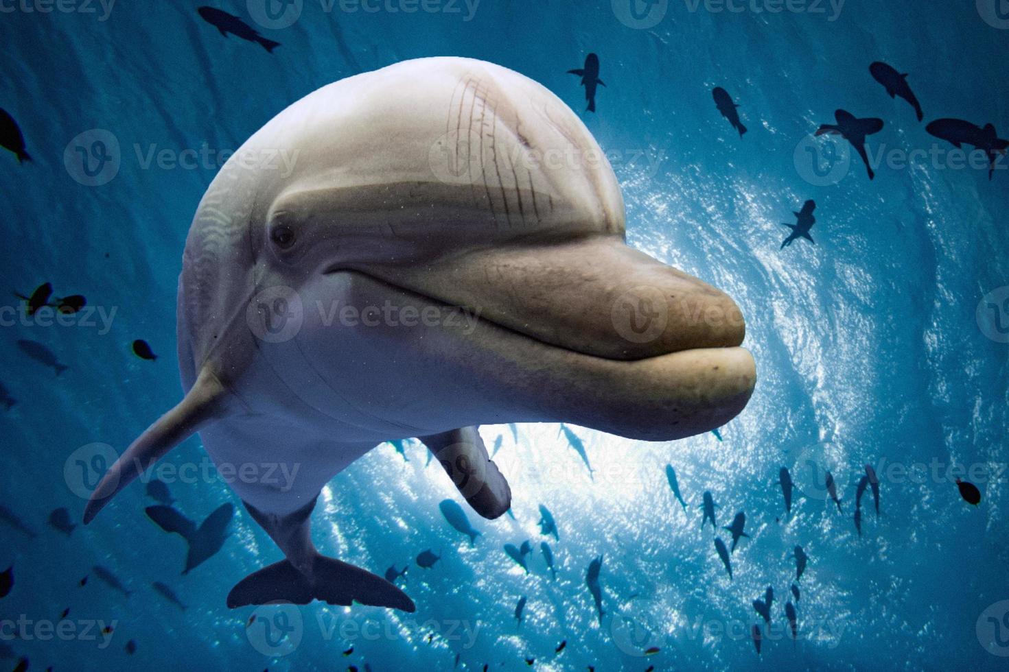 delfín bajo el agua mirándote foto