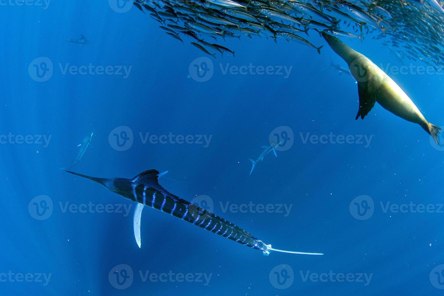 Striped marlin and sea lion hunting in sardine bait ball in pacific ocean photo