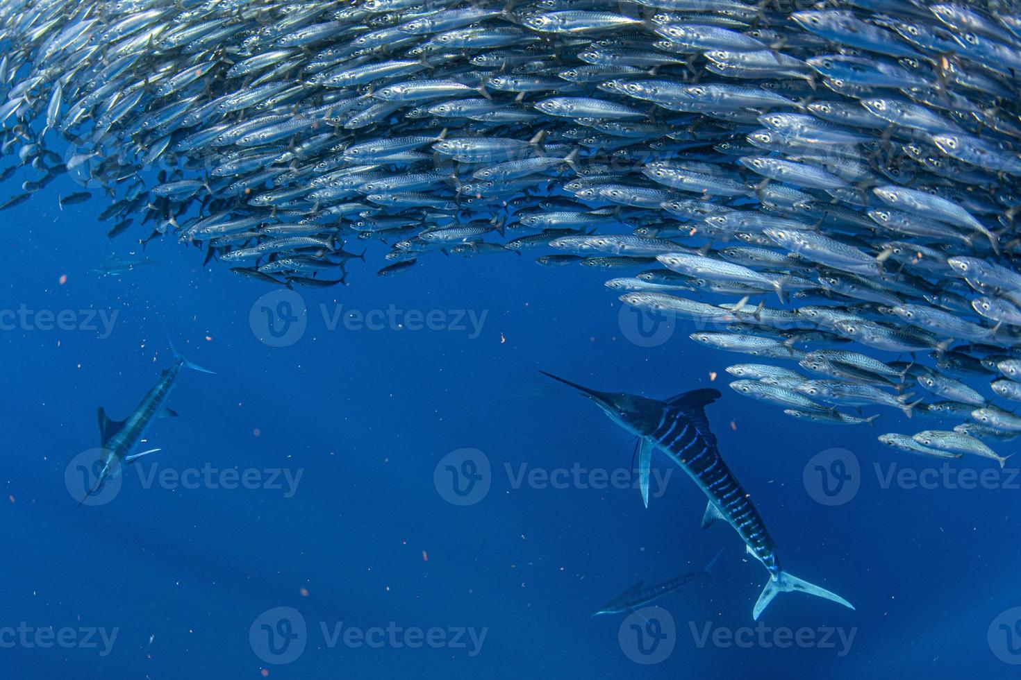 Striped marlin and sea lion hunting in sardine bait ball in pacific ocean photo