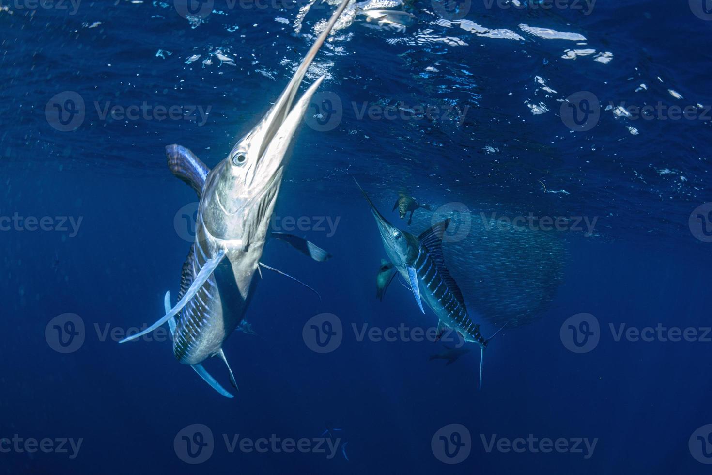 Striped marlin hunting in sardine bait ball in pacific ocean photo