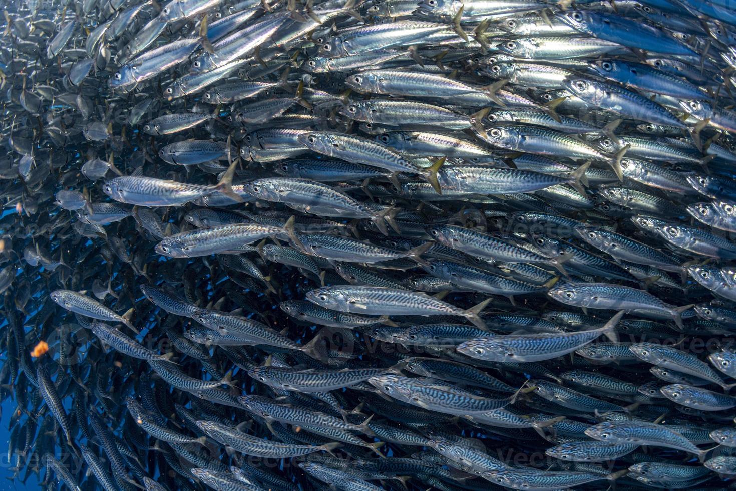 Striped marlin and sea lion hunting in sardine bait ball in pacific ocean photo