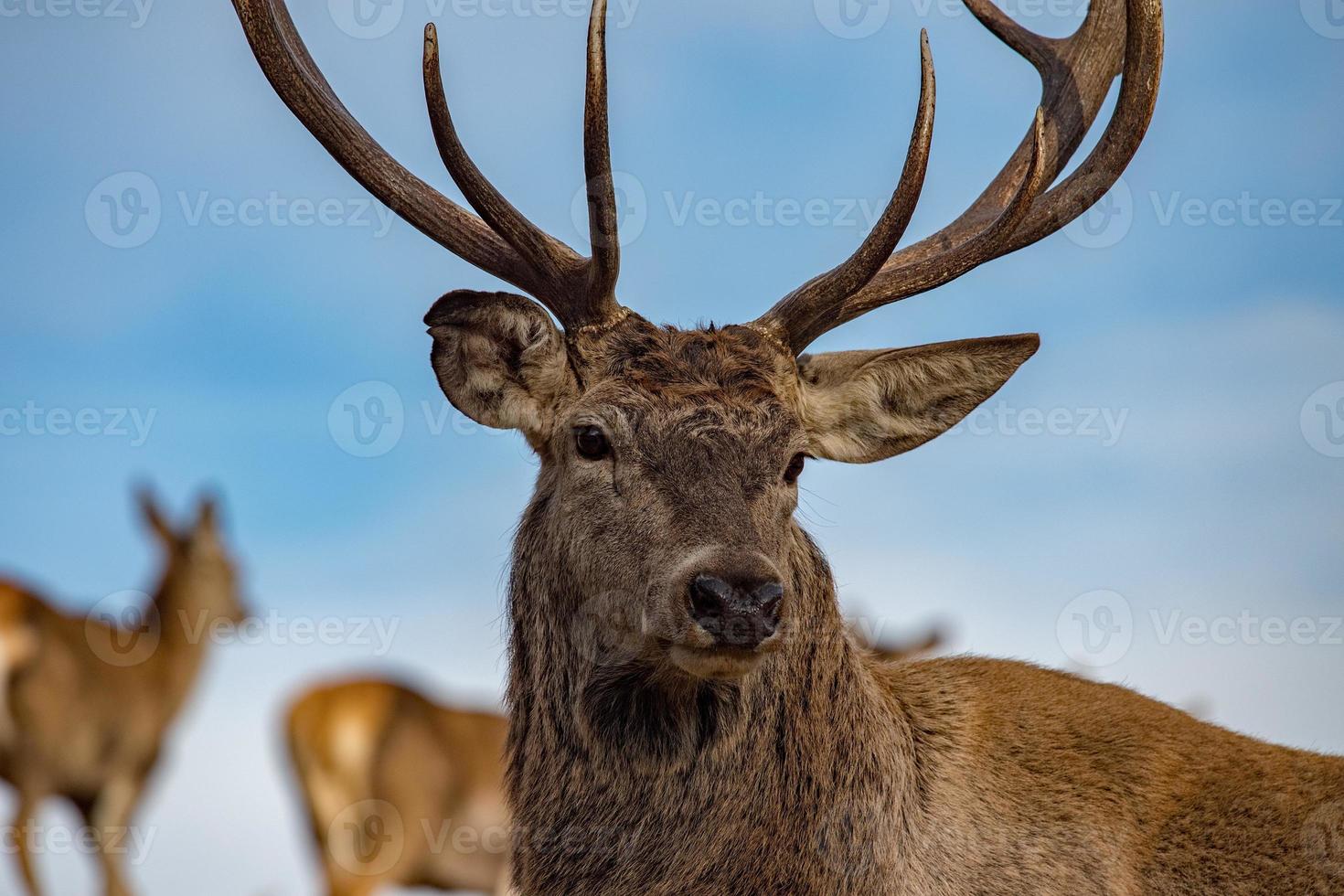 male red Deer portrait looking at you photo