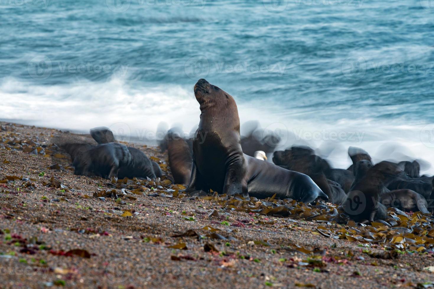 sea lion on the beach blur move effect photo