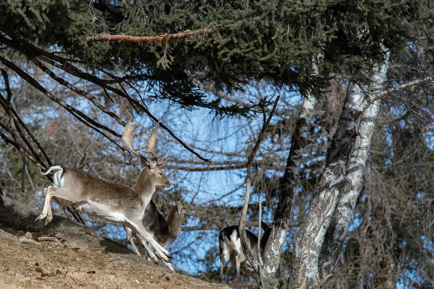 Fallow deer while running in the forest photo