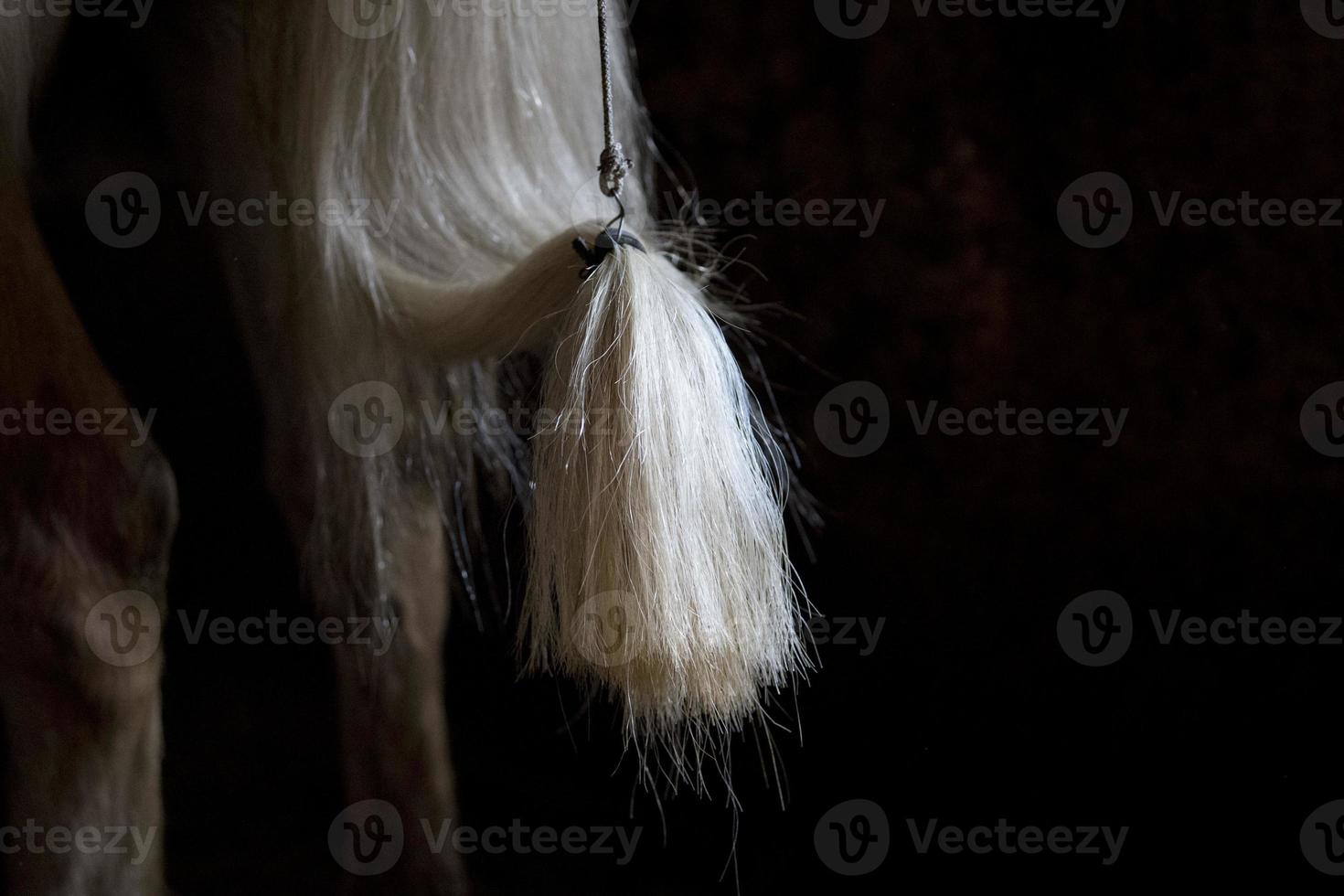 horse white tail detail photo