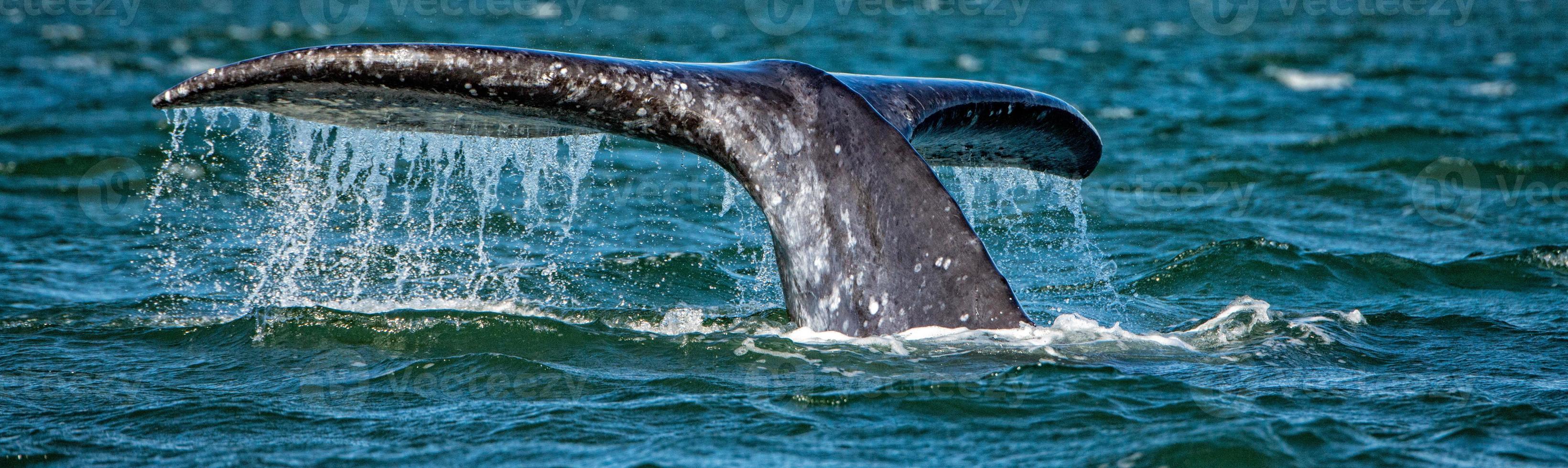 grey whale tail going down in ocean at sunset photo