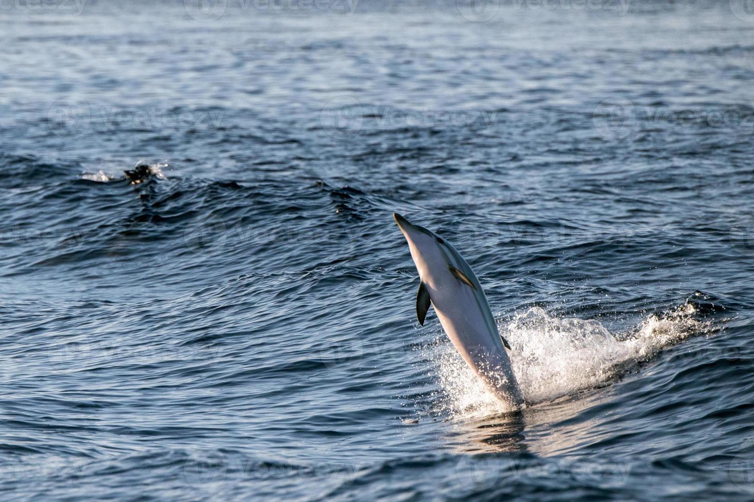 delfín mientras salta en el mar azul profundo foto