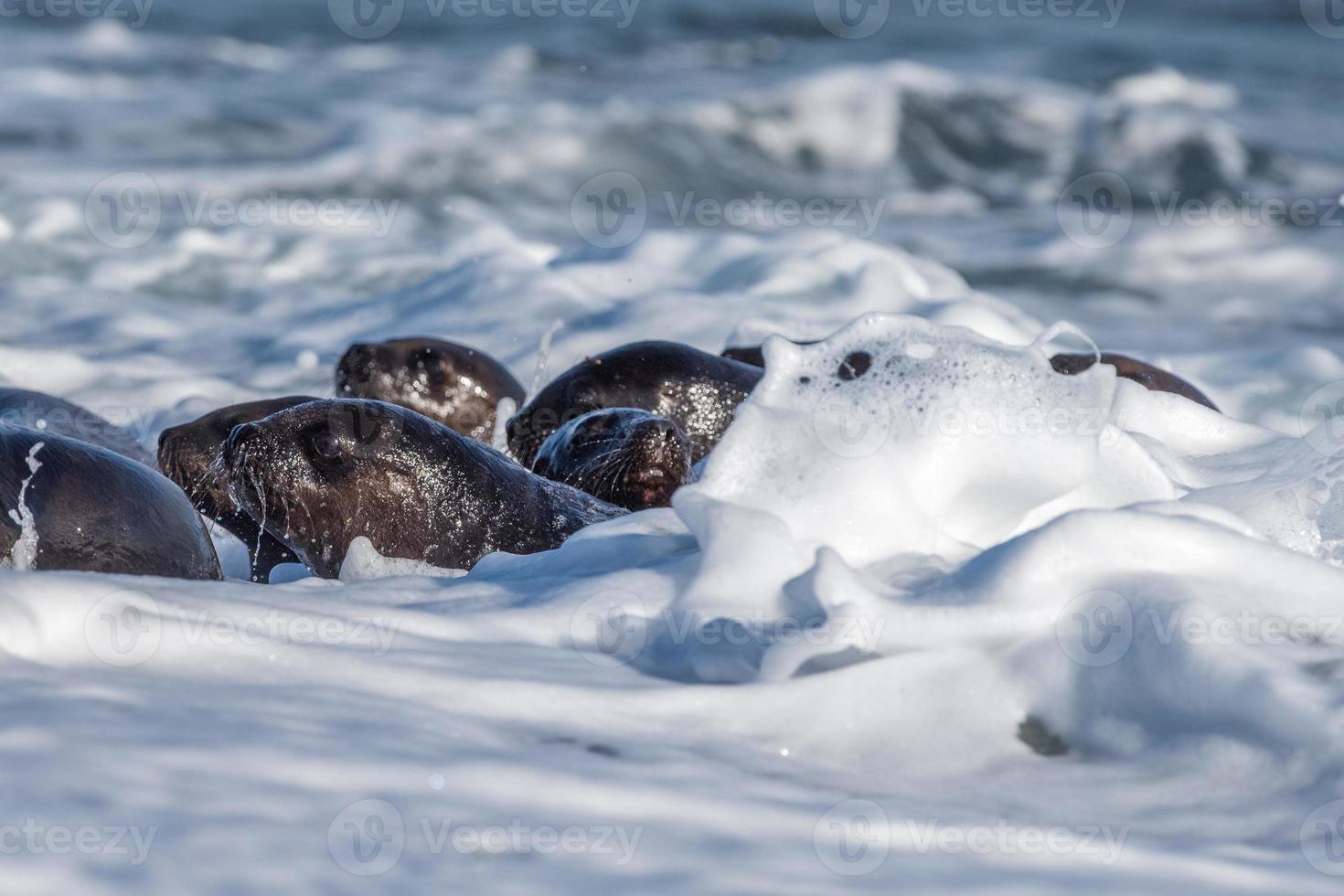 baby newborn sea lion on the beach photo