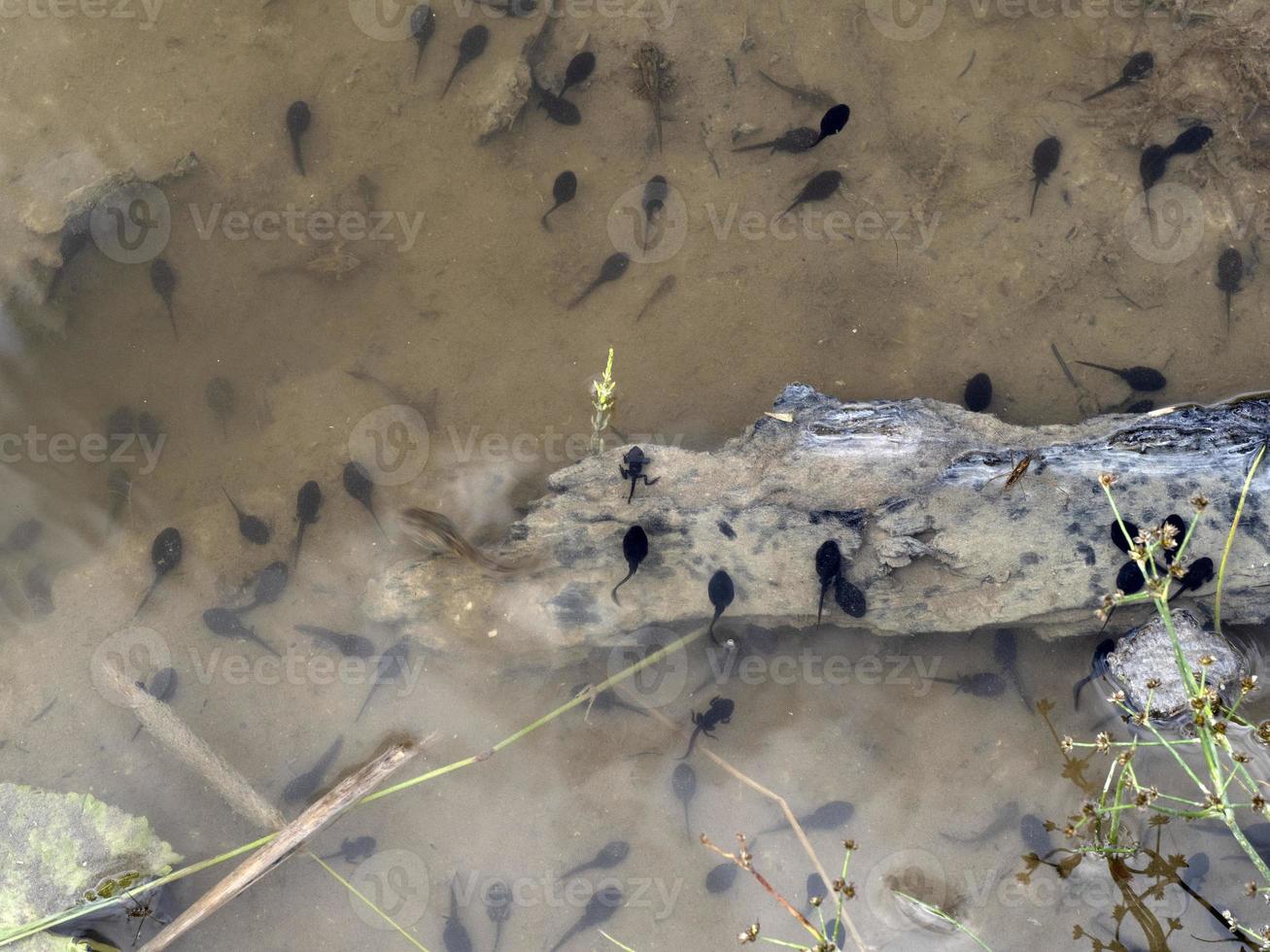 frog tadpole in a swamp photo
