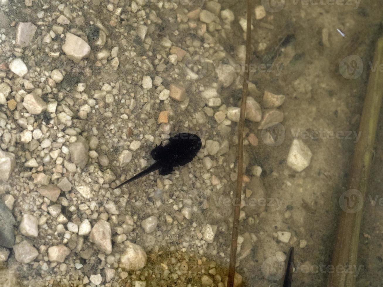frog tadpole in a swamp photo