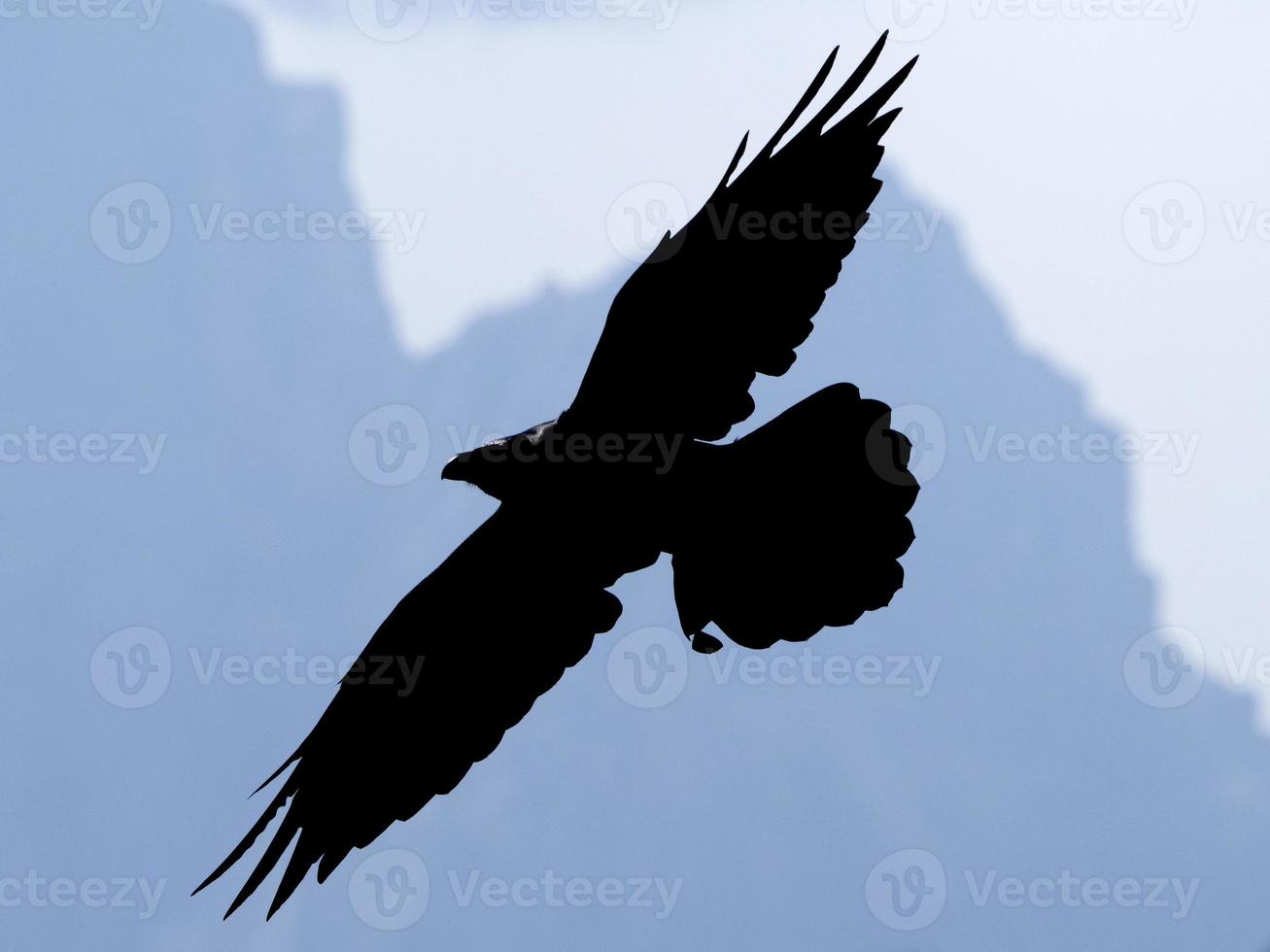 crow raven black bird silhouette in dolomites mountains photo