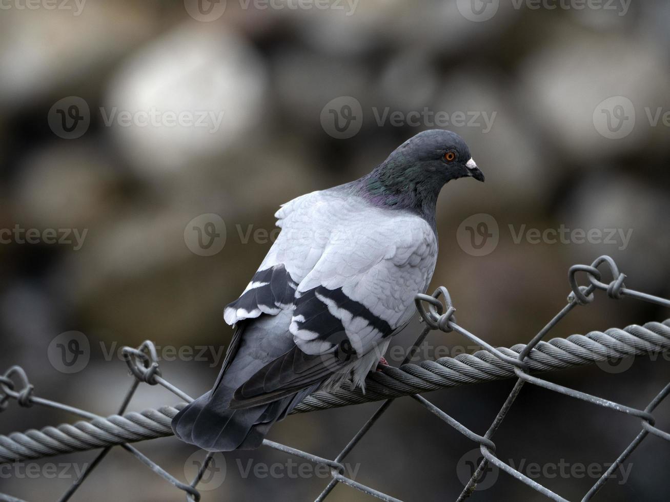 Pigeon in cinque terre liguria photo
