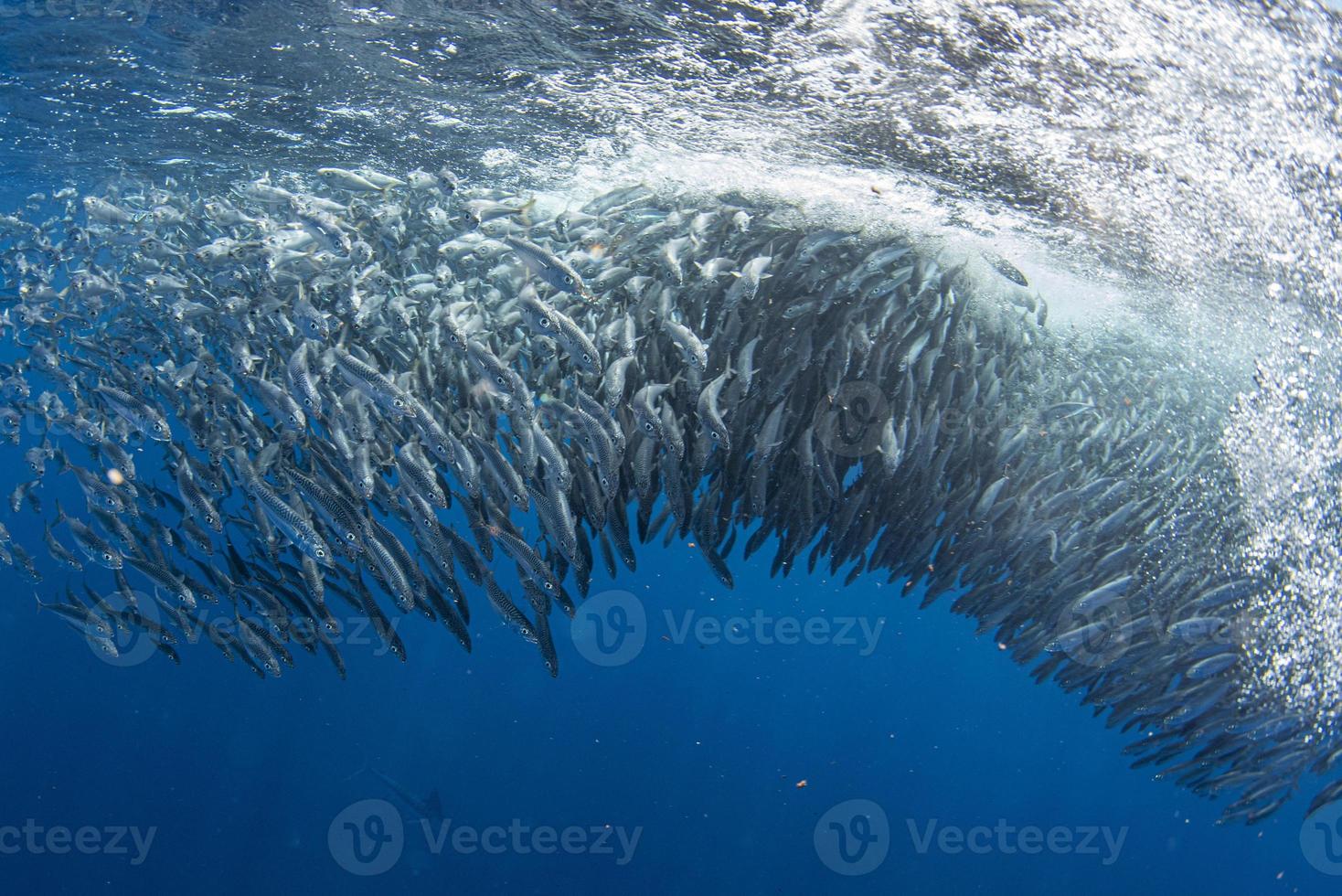 Striped marlin and sea lion hunting in sardine bait ball in pacific ocean photo