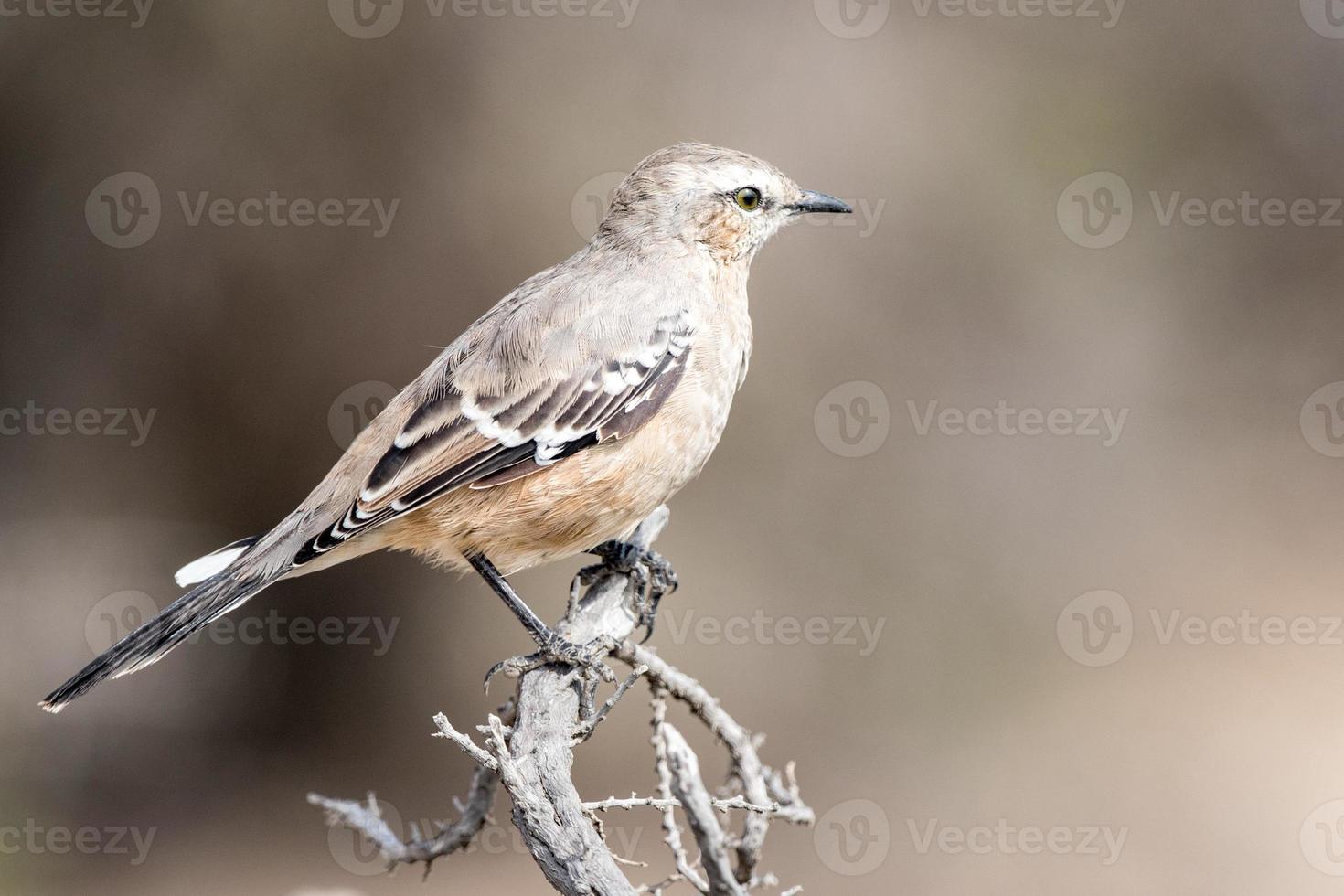 pájaro pinzón patagónico de cerca en un árbol foto