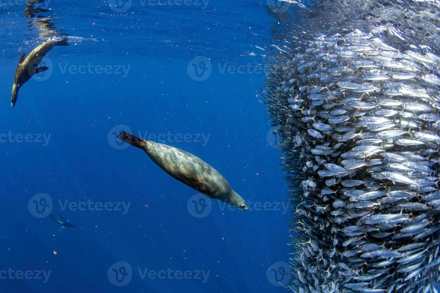 caza de leones marinos en bola de cebo de sardina en el océano pacífico foto