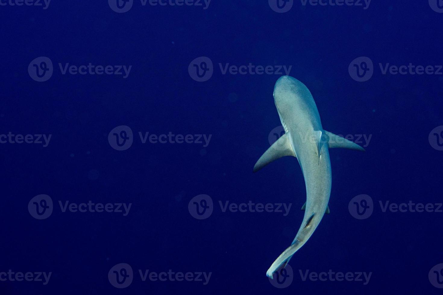 Grey shark ready to attack underwater in the blue view from the top photo