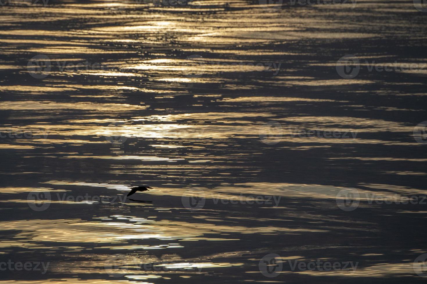 Cory's major shearwater flying on mediterranean sea waves at sunset photo