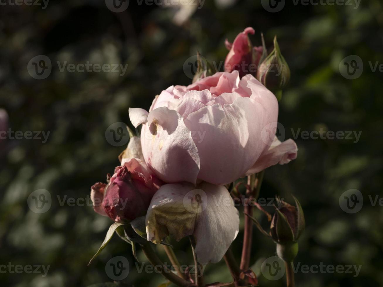 Rare rose flower at cultivation garden species Brother Cadfael photo