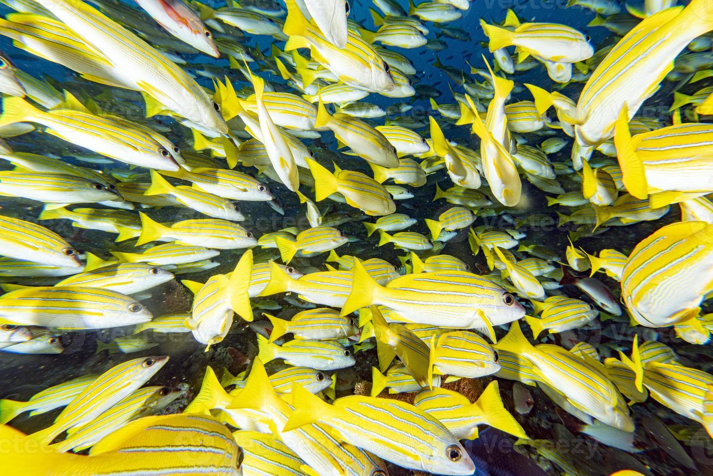yellow Snapper Lutjanidae while diving maldives photo