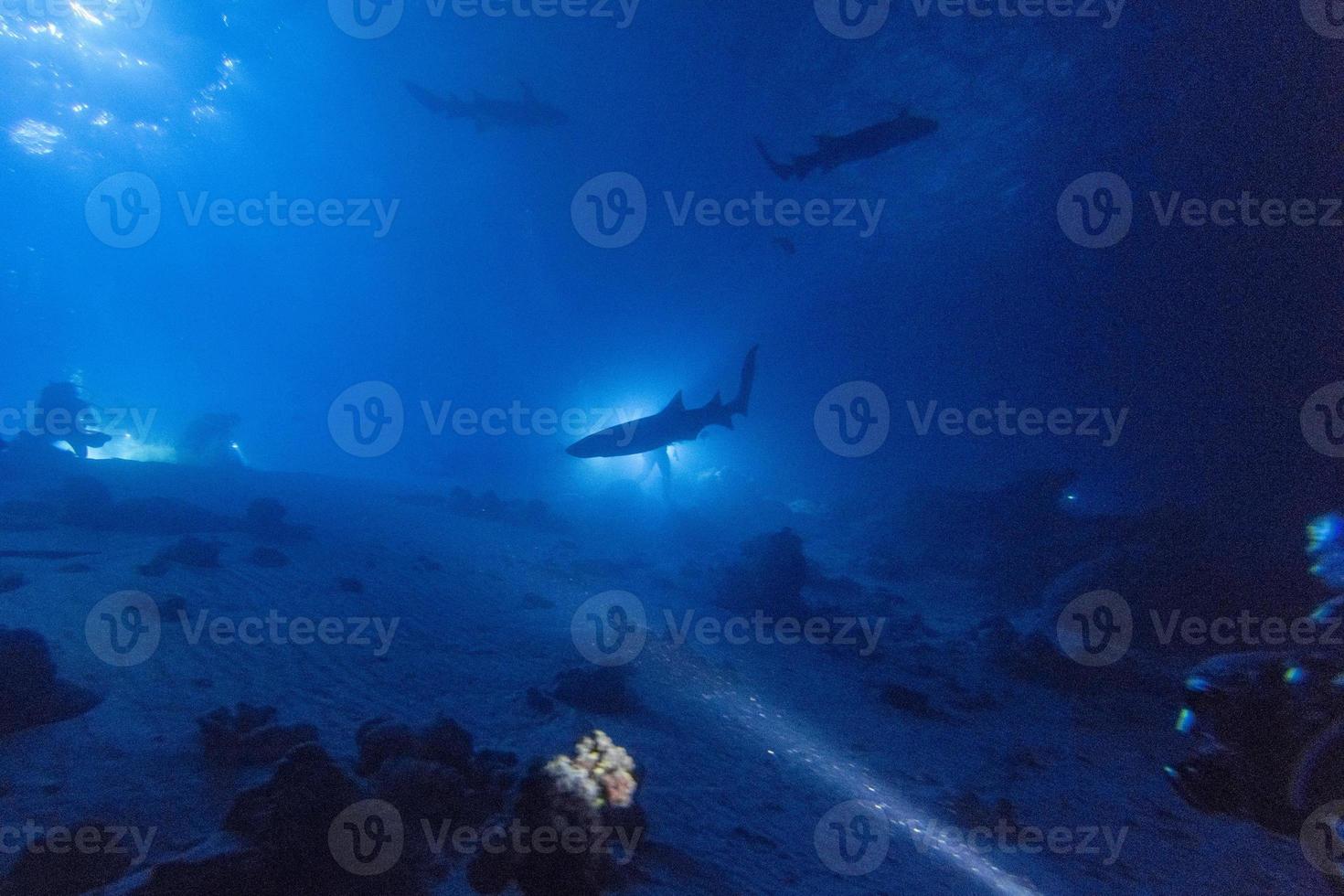 diving in shark infested water at night on alimatha maldives site photo