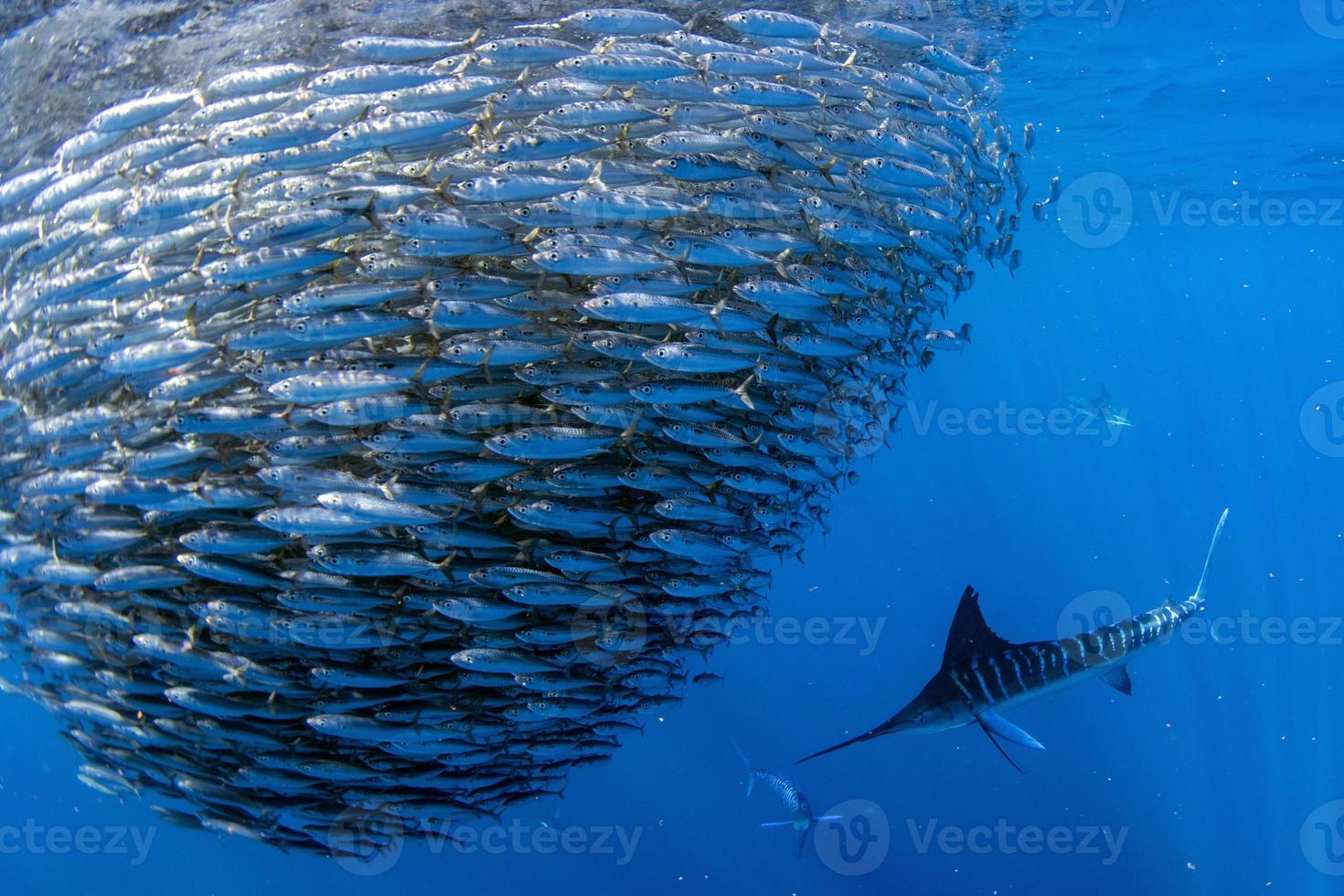 Striped marlin and sea lion hunting in sardine bait ball in pacific ocean photo