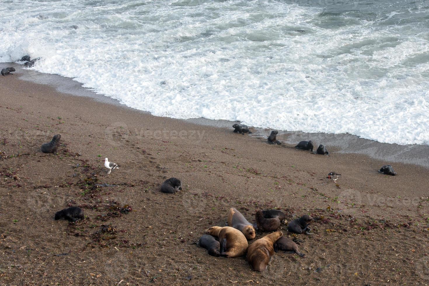 baby newborn sea lion on the beach photo