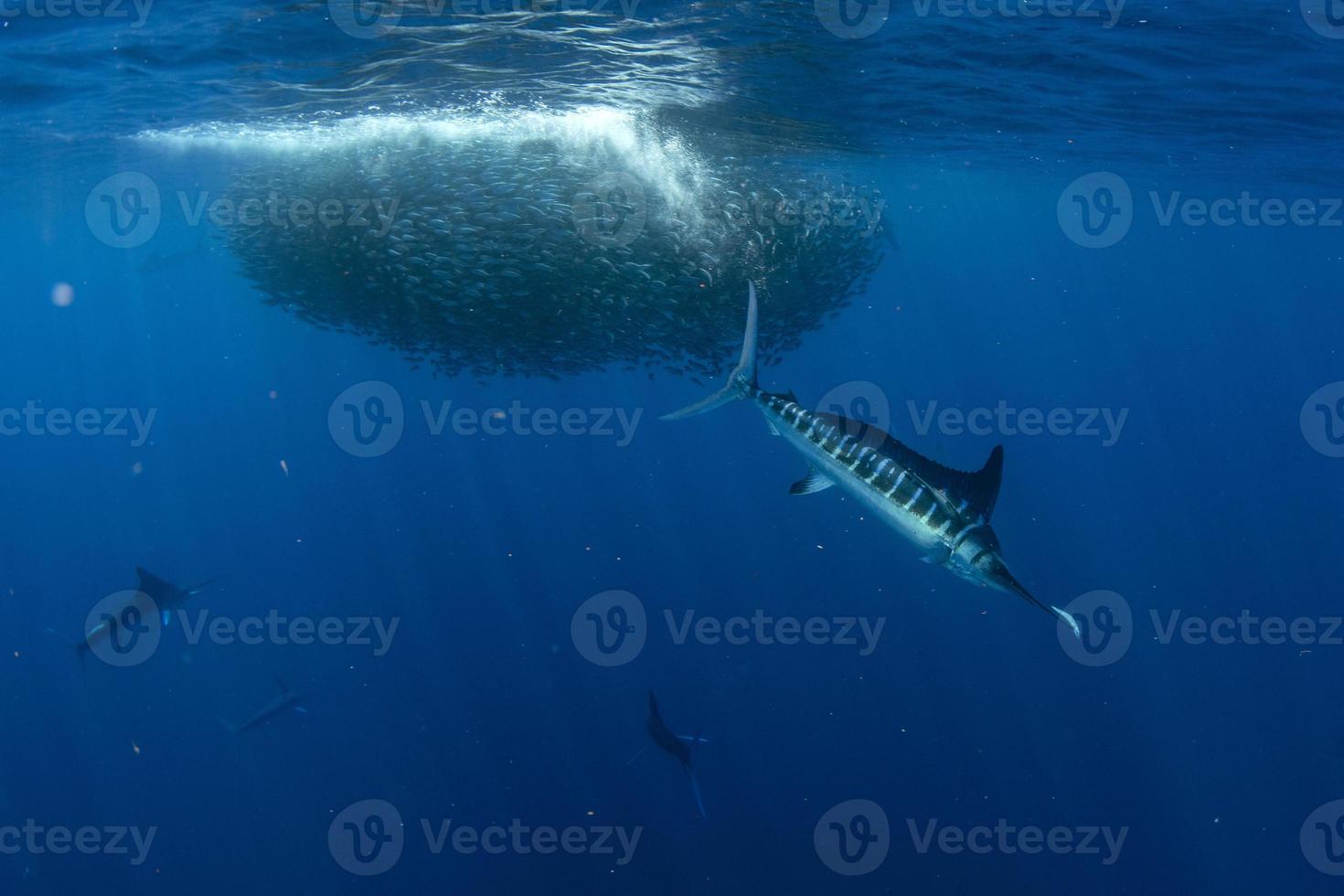 Striped marlin hunting in sardine bait ball in pacific ocean photo