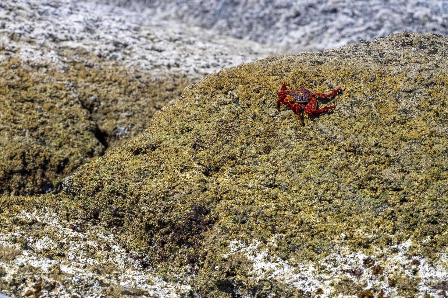 red crab baja california sur mexico in cortez sea rock photo
