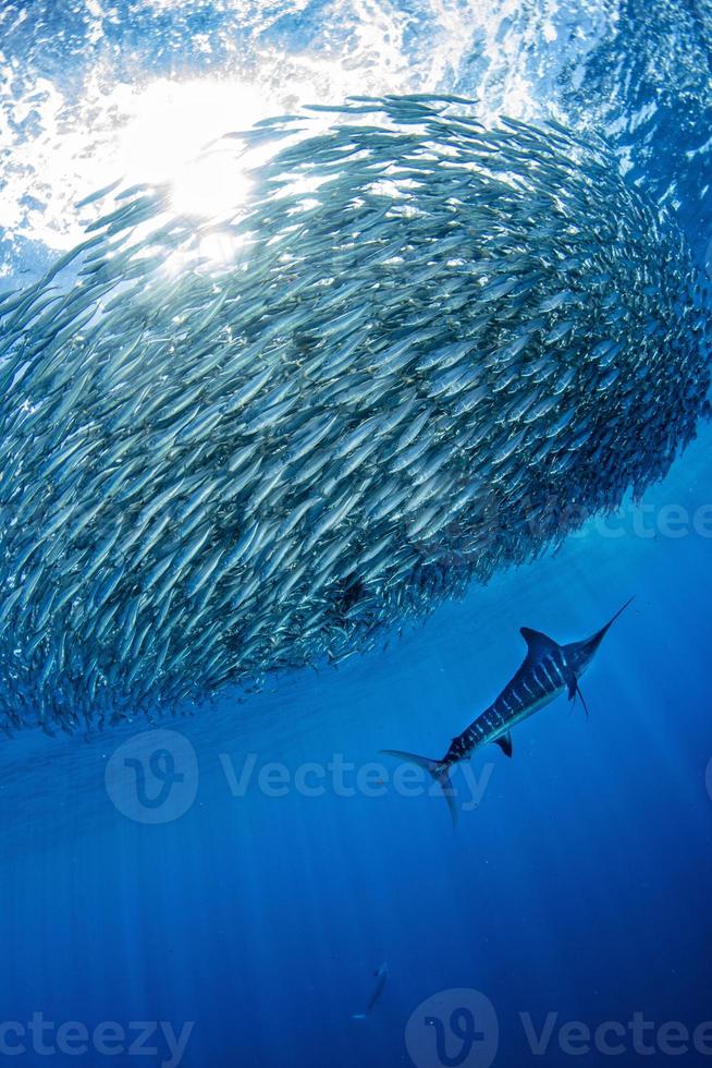 Striped marlin and sea lion hunting in sardine bait ball in pacific ocean photo