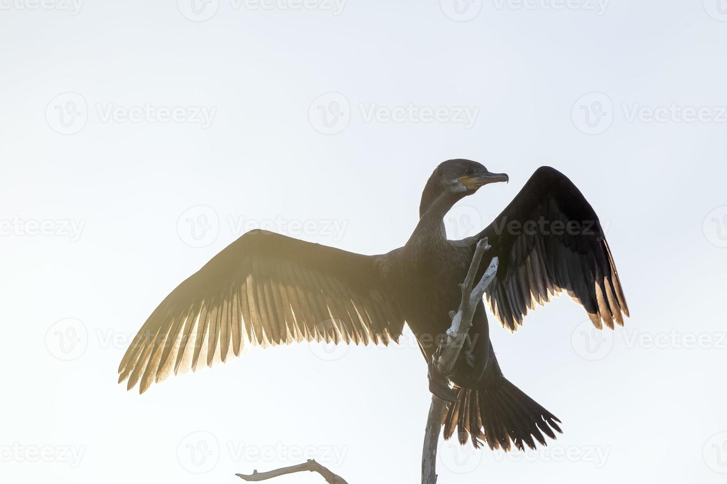 backlight cormorant portrait close up detail photo