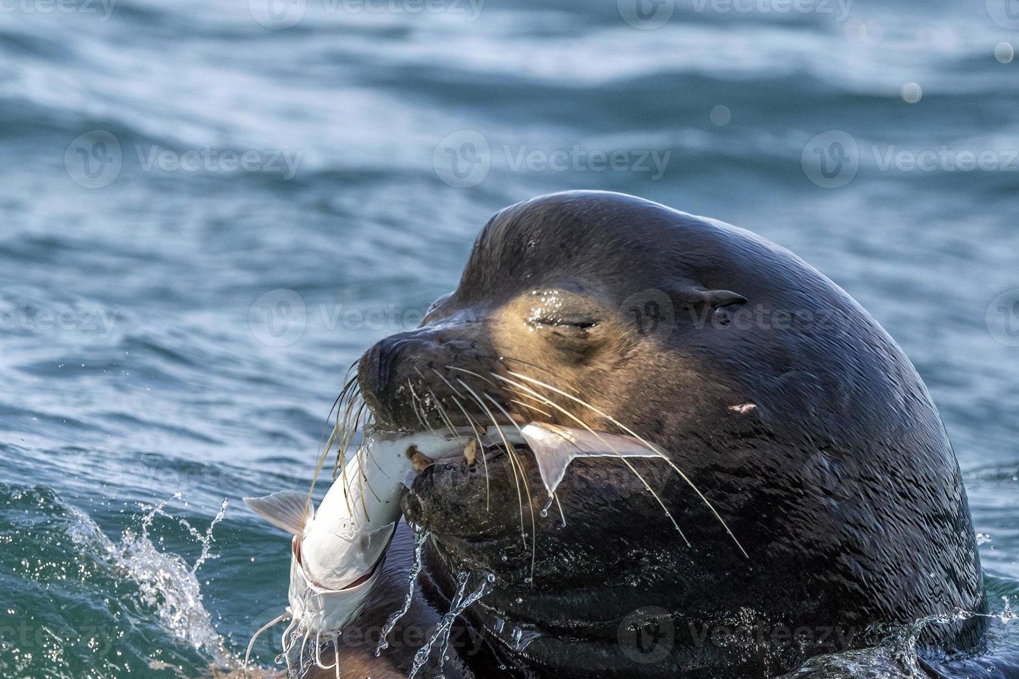 Sea lion hunting a fish 12009745 Stock Photo at Vecteezy