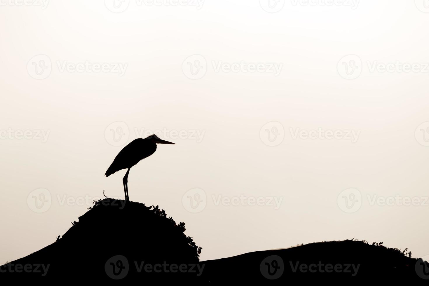 egret silhouette in baja california mexico photo