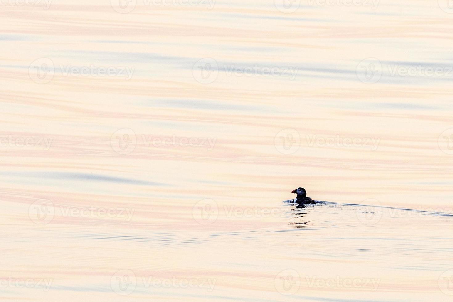 Puffin at sunset in mediterranean ligurian sea ultra rare photo