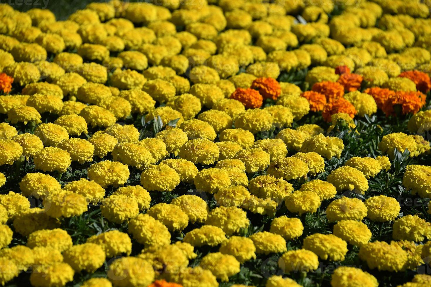 Farmed colorful outdoor flowers field photo