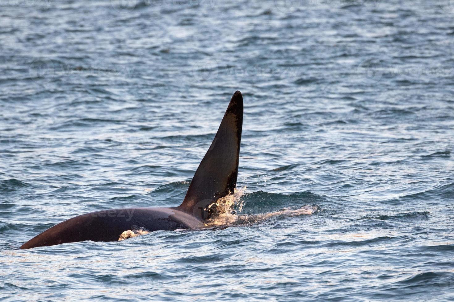 orca orca dentro del puerto de génova en el mar mediterráneo procedente de islandia foto