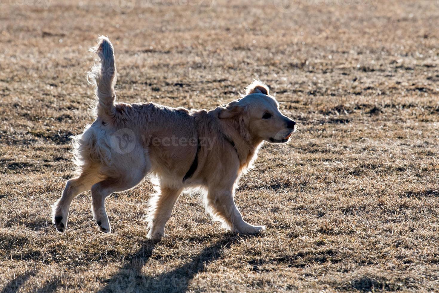 perros felices corriendo hacia ti foto