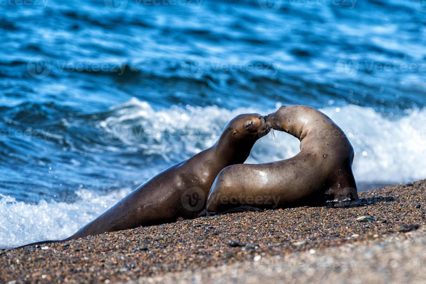 sea lion on foam and sea wave photo