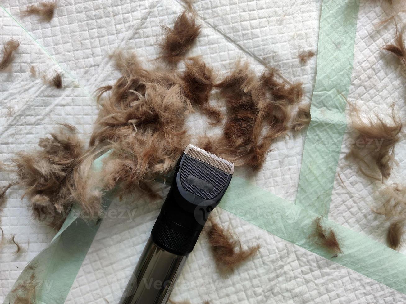 dog hairs after shearing photo