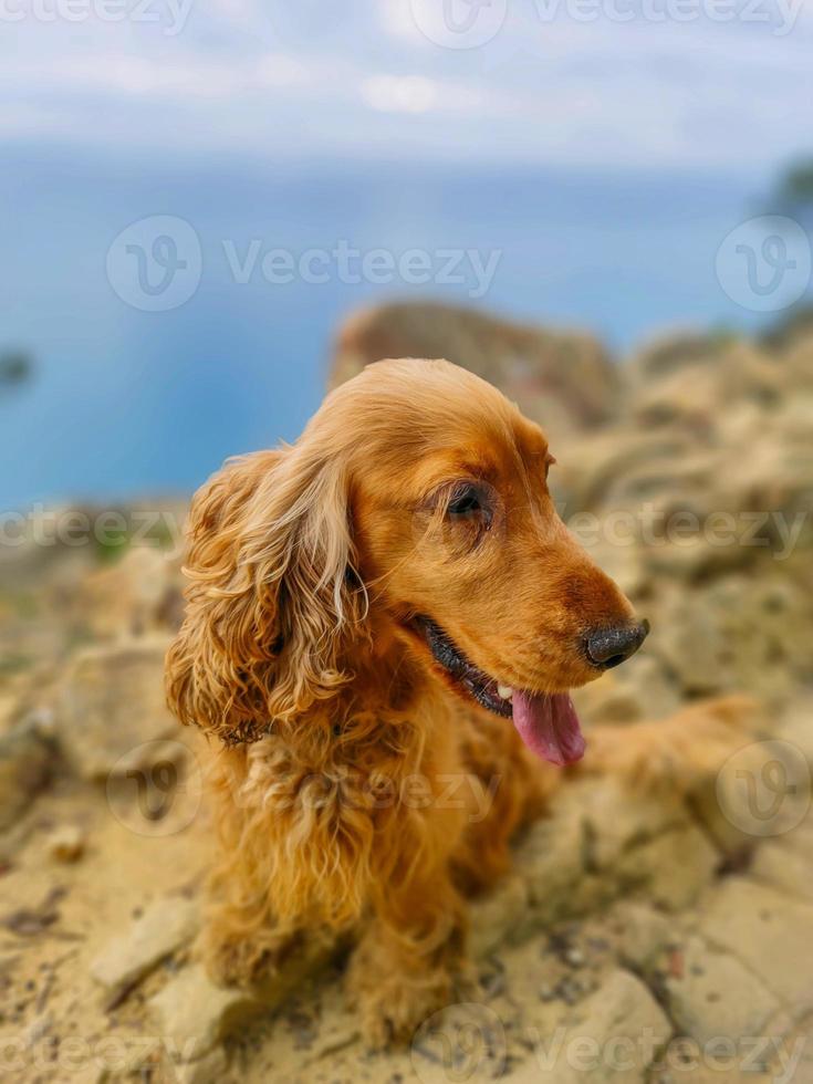 Dog cocker spaniel portrait on cinque terre hike photo