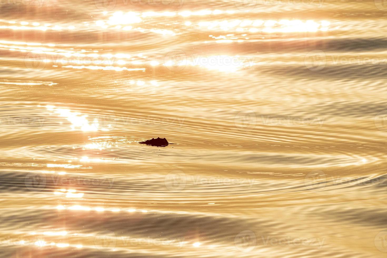 bebé recién nacido tortuga caretta cerca de la superficie del mar para respirar en el agua dorada del atardecer foto