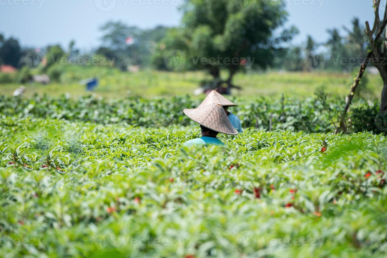 people while growing and farming rice field in bali photo