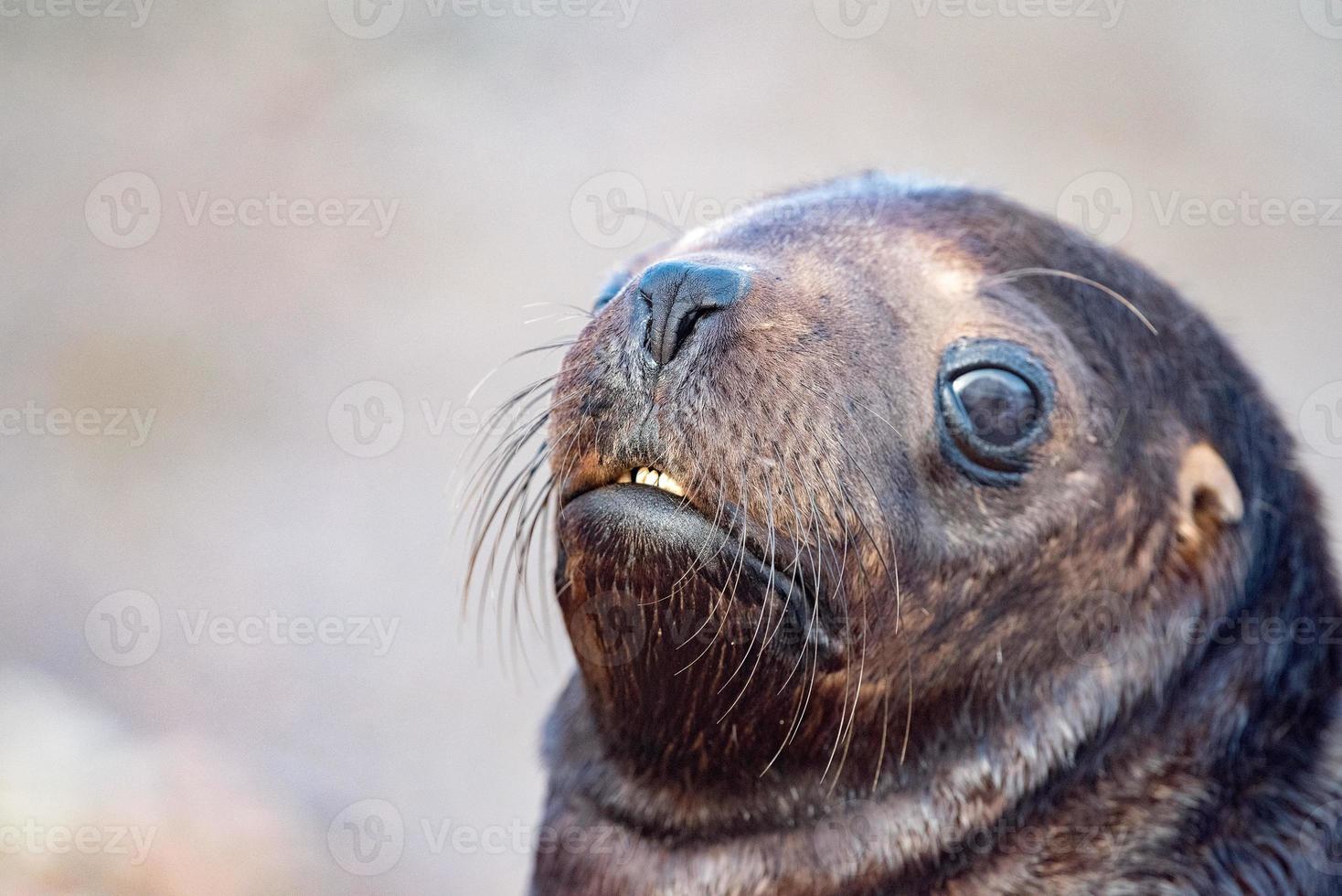 bebé recién nacido león marino en la playa foto