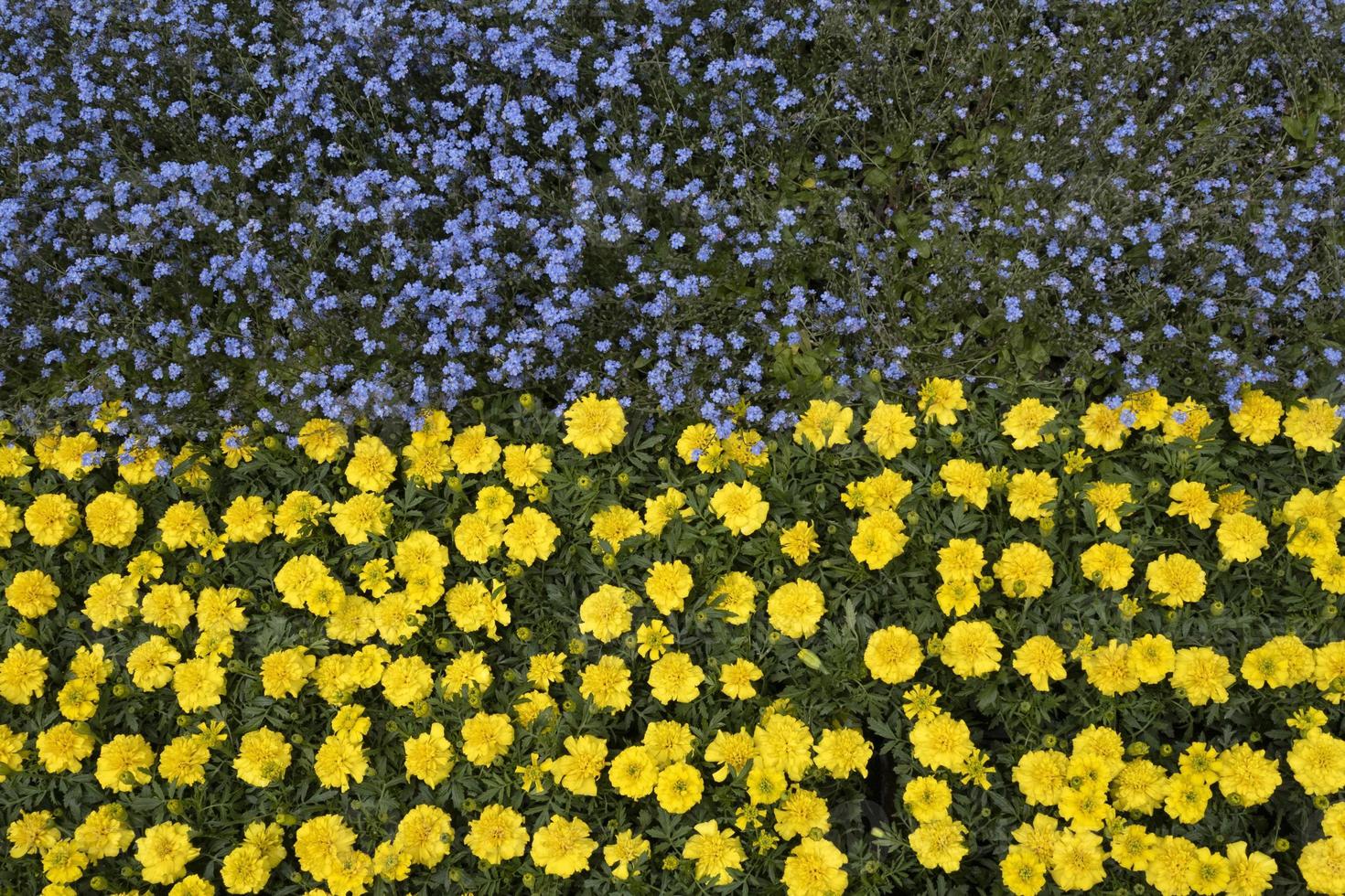 ukraine flag made of flowers photo